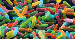 El ADN revela la identidad del microbioma humano